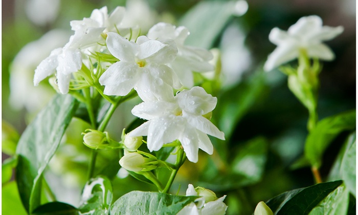 عطر هایی با رایحه گل یاسمن - ایرانوس